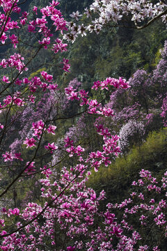 九皇山花溪景