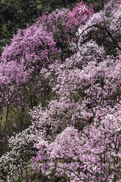 九皇山花溪景