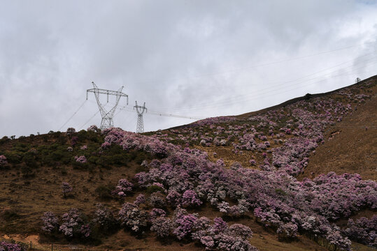 索玛花杜鹃花高压铁塔