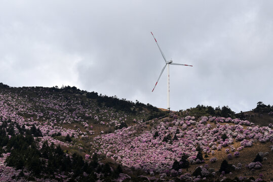 普格海口牧场索玛花杜鹃花风电