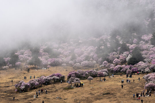 普格海口牧场索玛花杜鹃花映山红