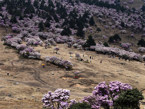 普格海口牧场索玛花杜鹃花映山红