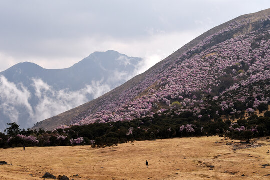 普格海口牧场索玛花杜鹃花映山红