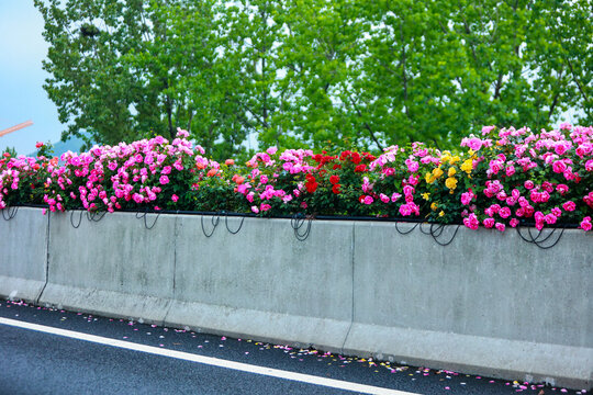 杭州最美空花画廊高架月季花