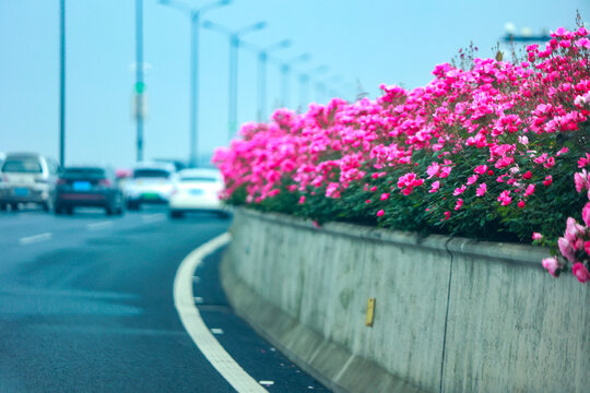 杭州最美空花画廊高架月季花