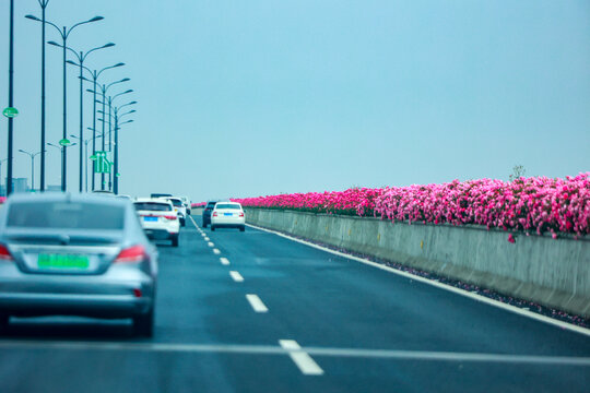 杭州最美空花画廊高架月季花