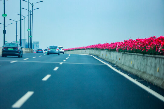 杭州最美空花画廊高架月季花