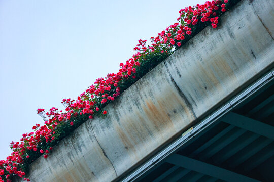 杭州最美空花画廊高架月季花