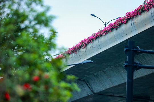 杭州高架路月季花