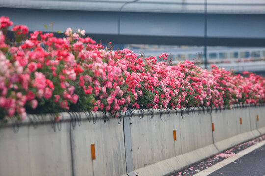 杭州高架路月季花