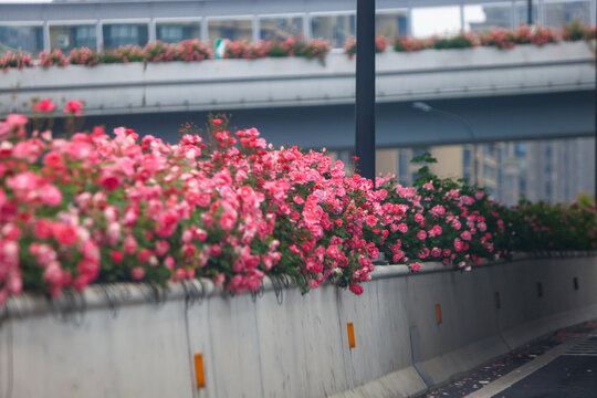 杭州高架路月季花