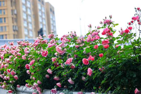 杭州高架路上盛开的月季花