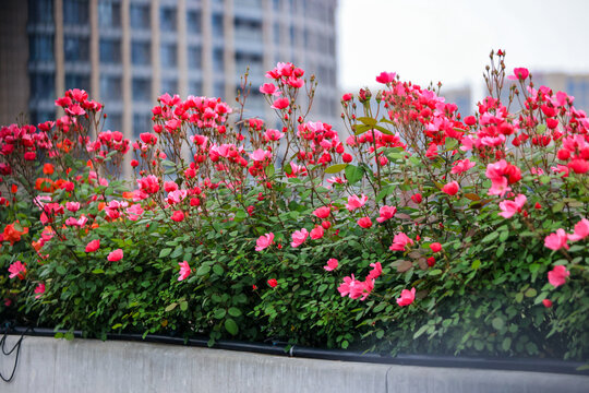 杭州高架路上盛开的月季花