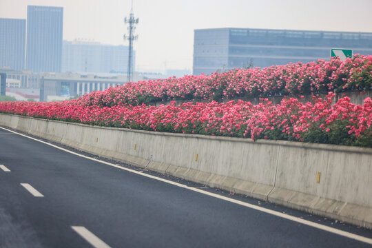 杭州留石秋石高架月季花