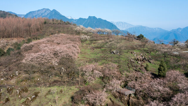 花开大坪山