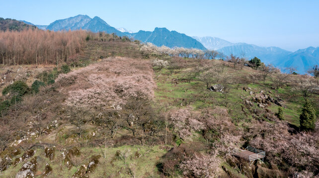 花开大坪山