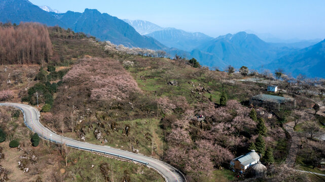 花开大坪山