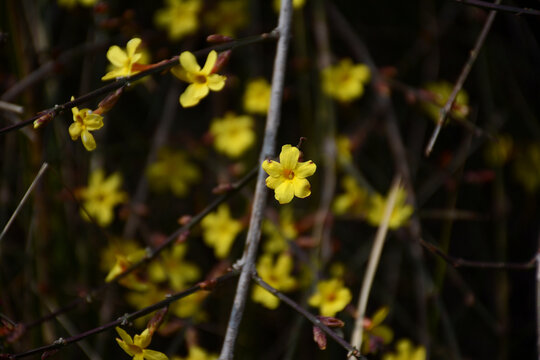 迎春花