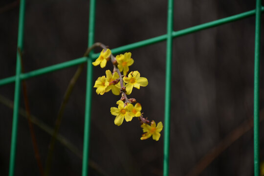 迎春花