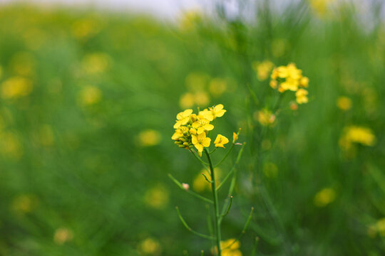 油菜花开