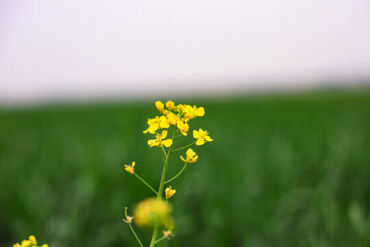 油菜花开