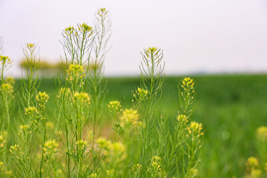 油菜花开