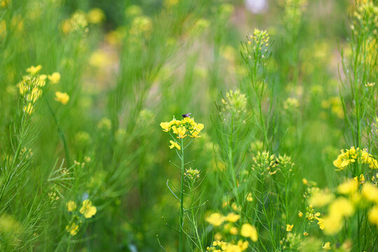 油菜花开