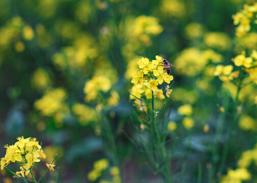 蜜蜂采蜜