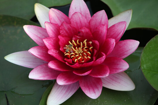 莲花
