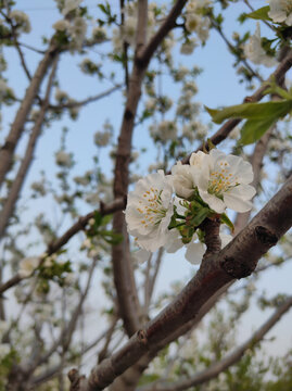 樱桃花开