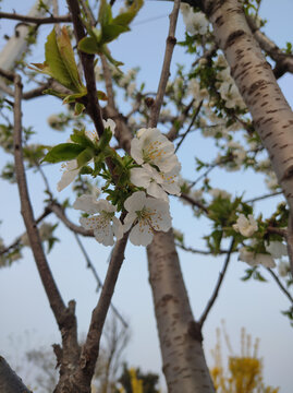 樱桃花特写