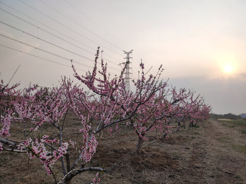 桃花园