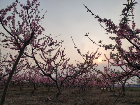 桃花园