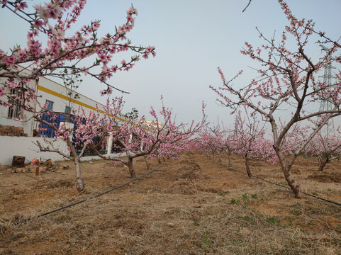 桃花园