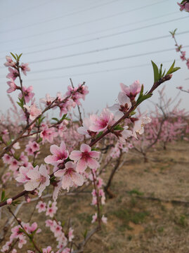 桃花开