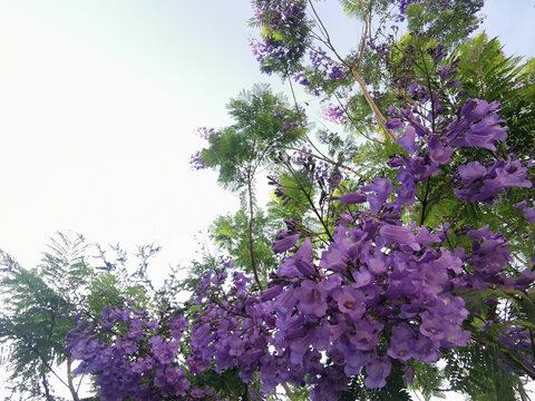 紫色花枝