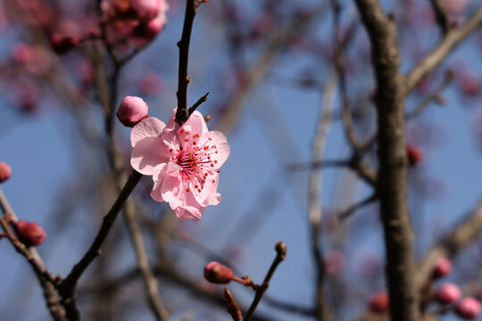 梅花