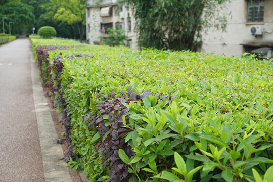 路边绿色植物