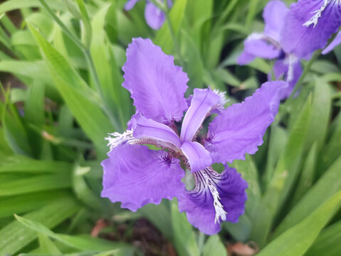 鸢尾花