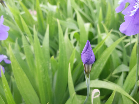 鸢尾花