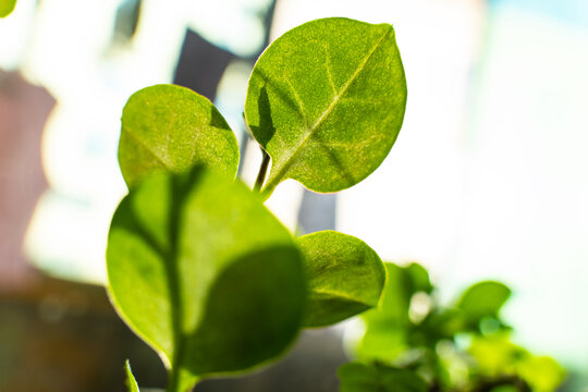 绿叶植物特写