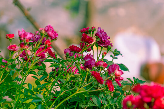 海棠花红花