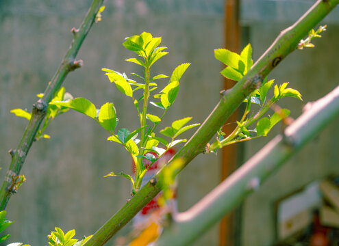 绿叶植物