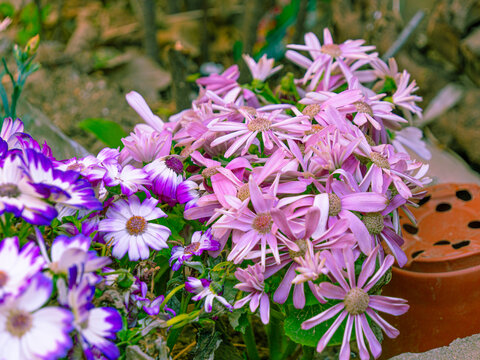 爪叶菊紫花粉花花卉