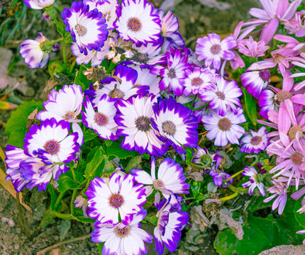 爪叶菊蝶恋花紫花粉花花卉