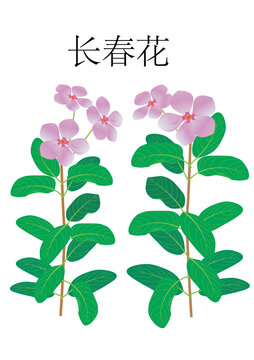 长春花