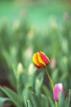 郁金香花