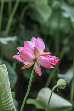 并蒂莲背靠背秀恩爱