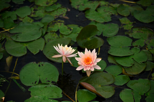 池塘里绿叶背景下的两朵粉色睡莲