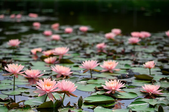 公园池塘里密密麻麻盛开的睡莲
